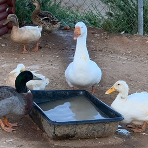 Autumn Farms Ducks