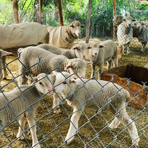 Autumn Farms Sheep
