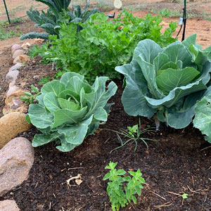 Autumn Farms Veggies