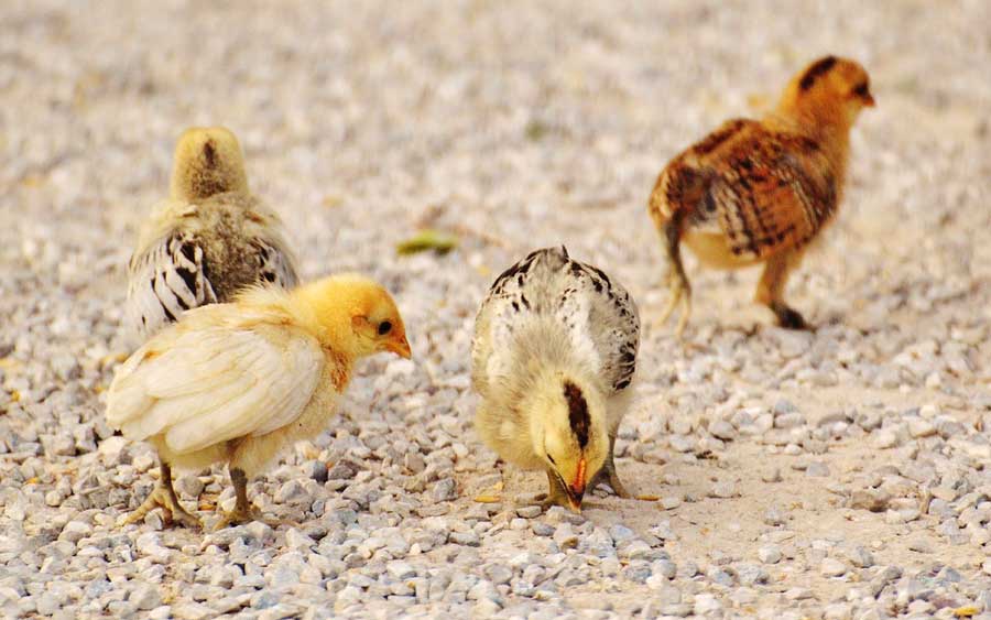 Baby-Chicks-and-Ducks