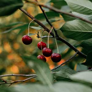 Cherries