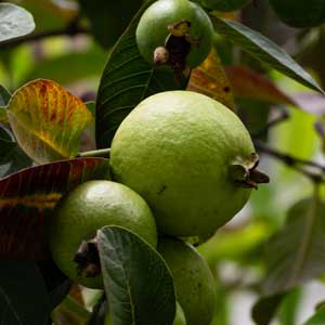 Guava