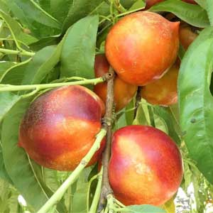 Nectarines