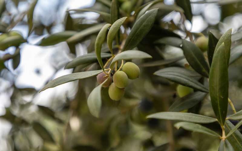 Olive Trees