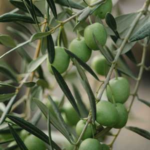 Olives