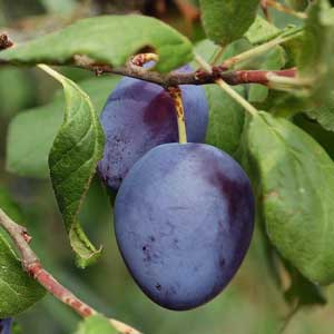 Plums