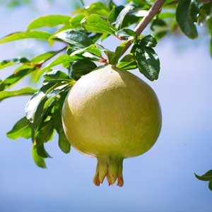 Pomegranates