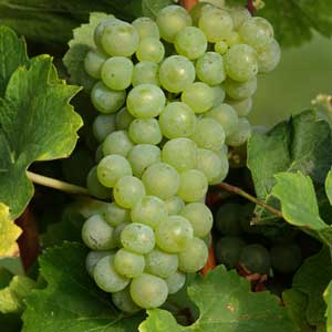 Grapes